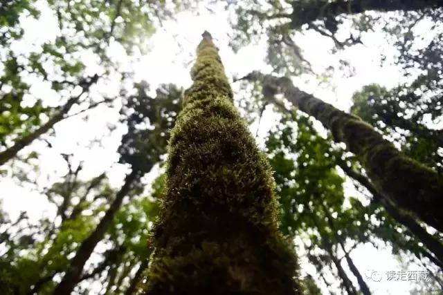 米林最神秘景点,米林十大景点