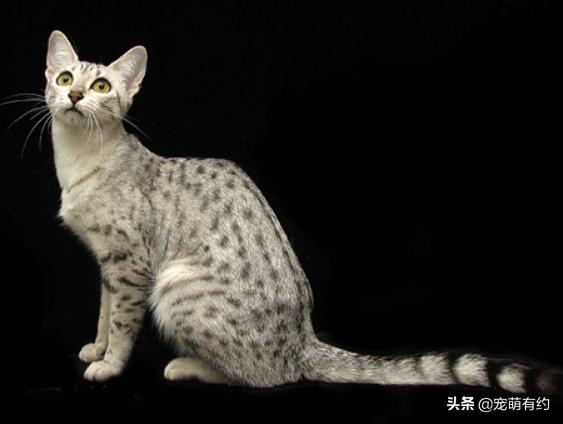 埃及猫的速度与激情，一定会让你迷恋