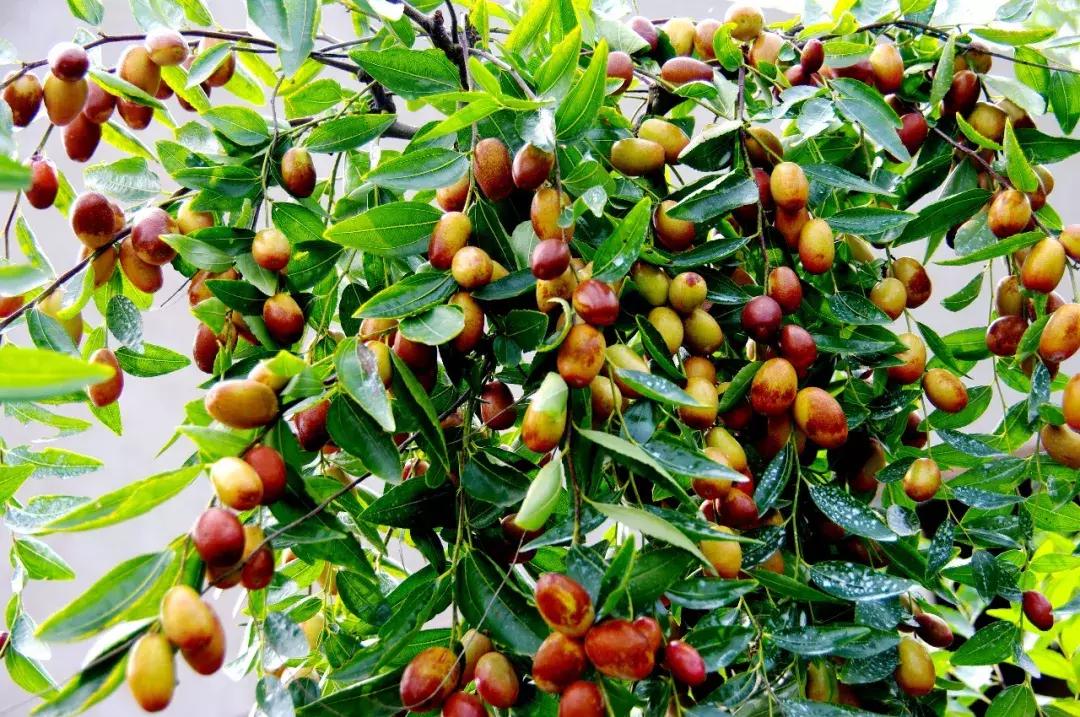 向外国人介绍郑州,郑州新郑市简介