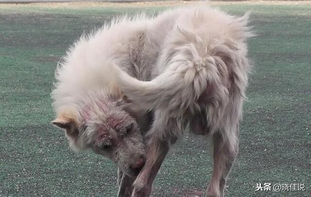 狗狗舔人是喜欢还是讨厌你,狗狗舔人的手说明什么