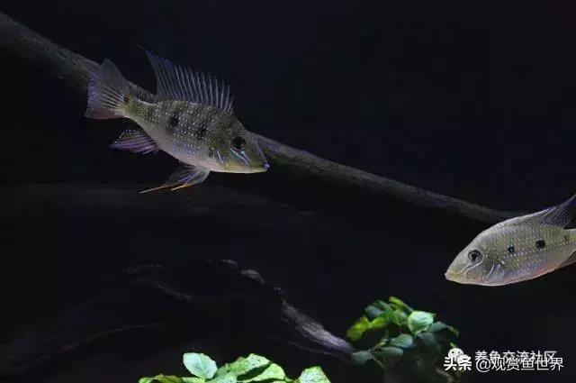 食土鲷一般多大尺寸,食土鲷哪个品种小一点