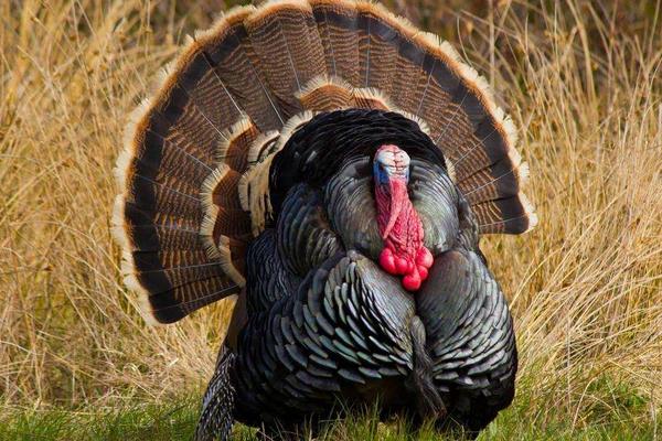 养火鸡需要办理什么手续,养火鸡应该注意些什么