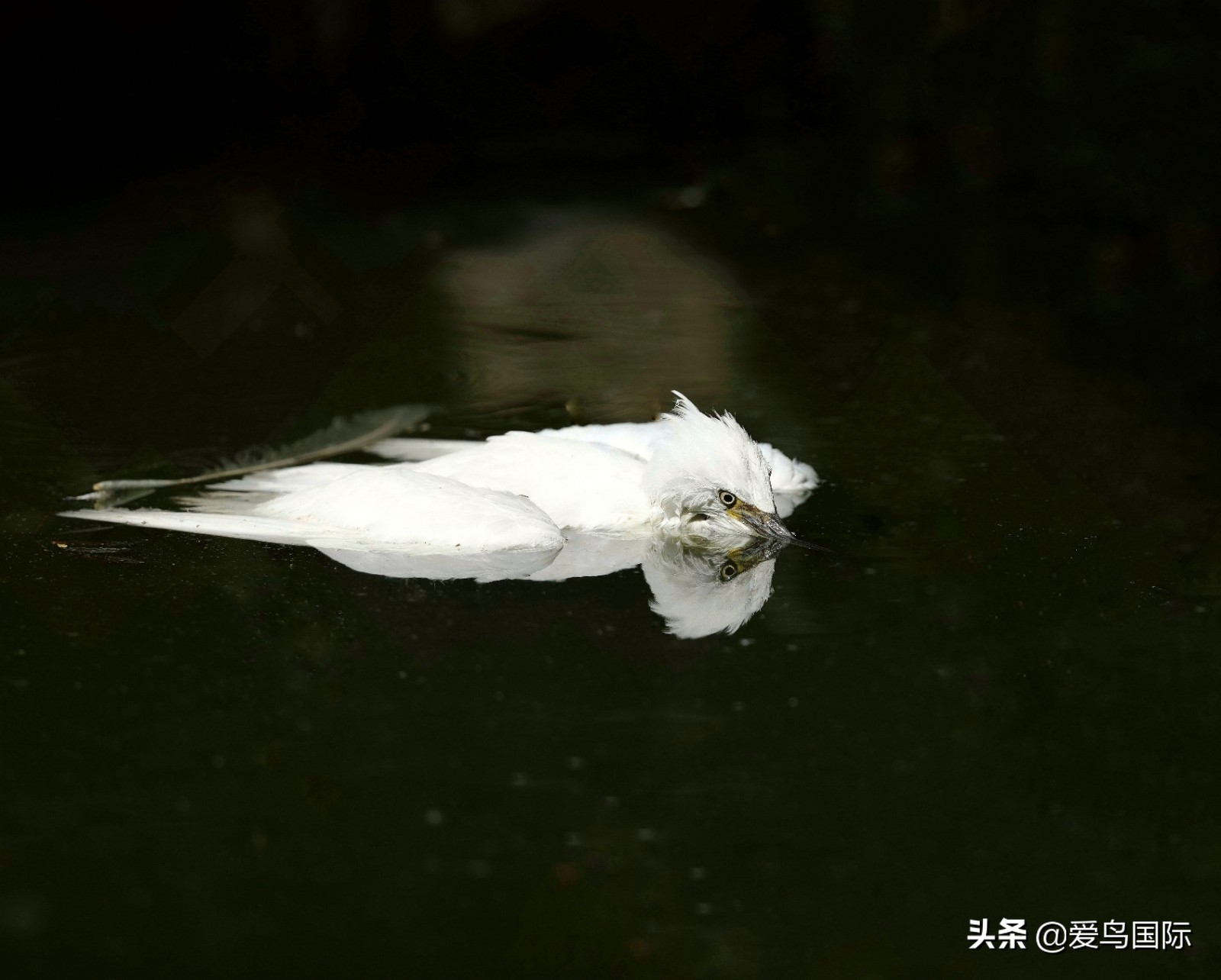 鸟类最好看的照片,100张绝美鸟类图片