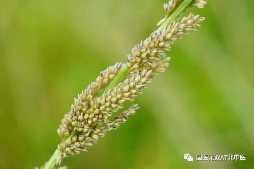 带鼠字的中药,带鼠字的药材