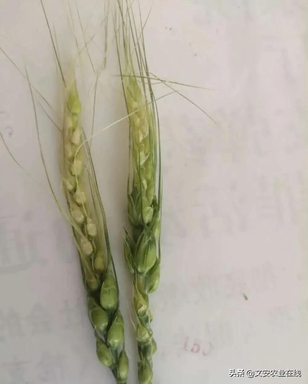 小麦穗子上的病害,小麦麦穗病害