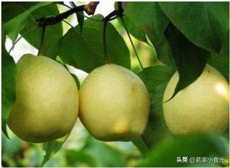 石家庄的特产小吃有哪些可以带,来到石家庄必须尝尝石家庄的特产