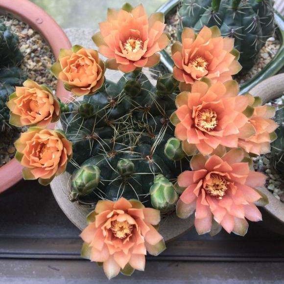 101个仙人球品种,101种仙人球开花图片