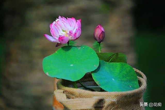 碗莲一大盆种几棵最合适,小盆怎么种碗莲
