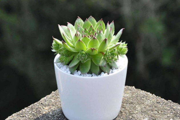 观音莲的叶子发软怎么回事,观音莲叶子蔫了怎么补救