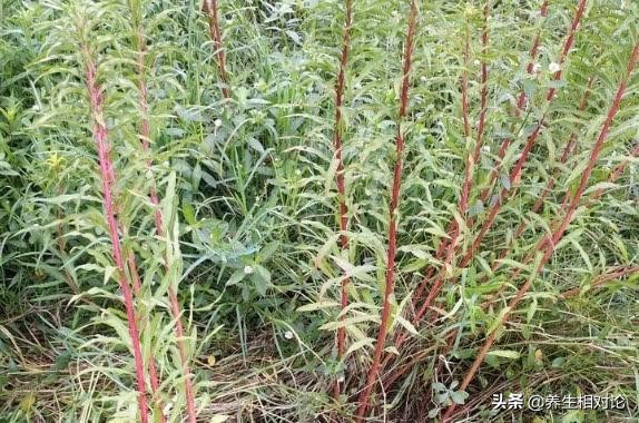 解酒养肝中草药,能解酒的中草药材有哪些