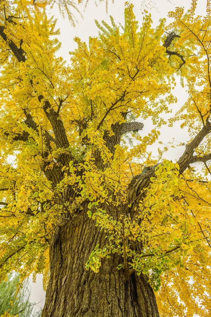 名家作品||我城市里的三棵银杏树