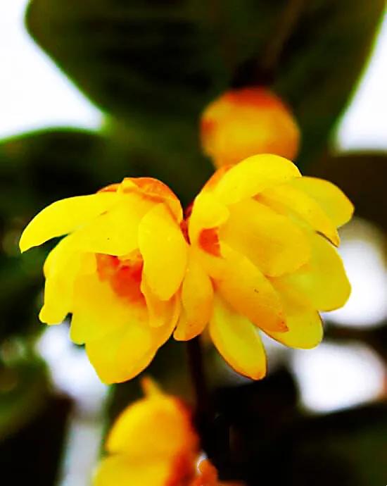 又见腊梅花开记叙文,又见腊梅真好作文1000字