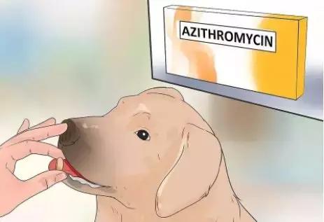 狗狗身上瘊子怎么去除,狗狗身上的斑点怎么去除