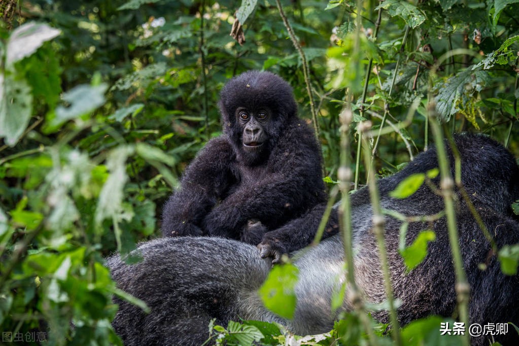 大猩猩夺王位,大猩猩继承王位