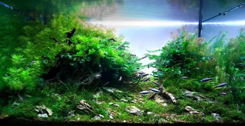 三角形构图水族造景,水族造景构图黄金比例