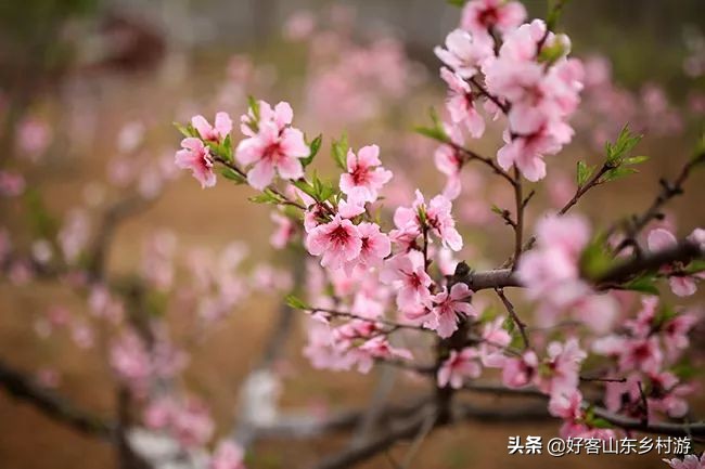济南春季赏花自驾,济南踏青赏花新模式