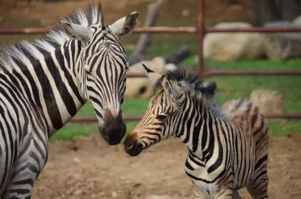 西安旅游有哪些好玩的地方推荐,西安旅游必去景点推荐简介