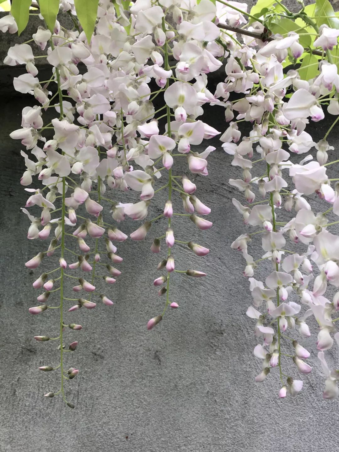 紫藤中最有名的品种叫什么名字,非常好种不需要太阳的紫藤品种