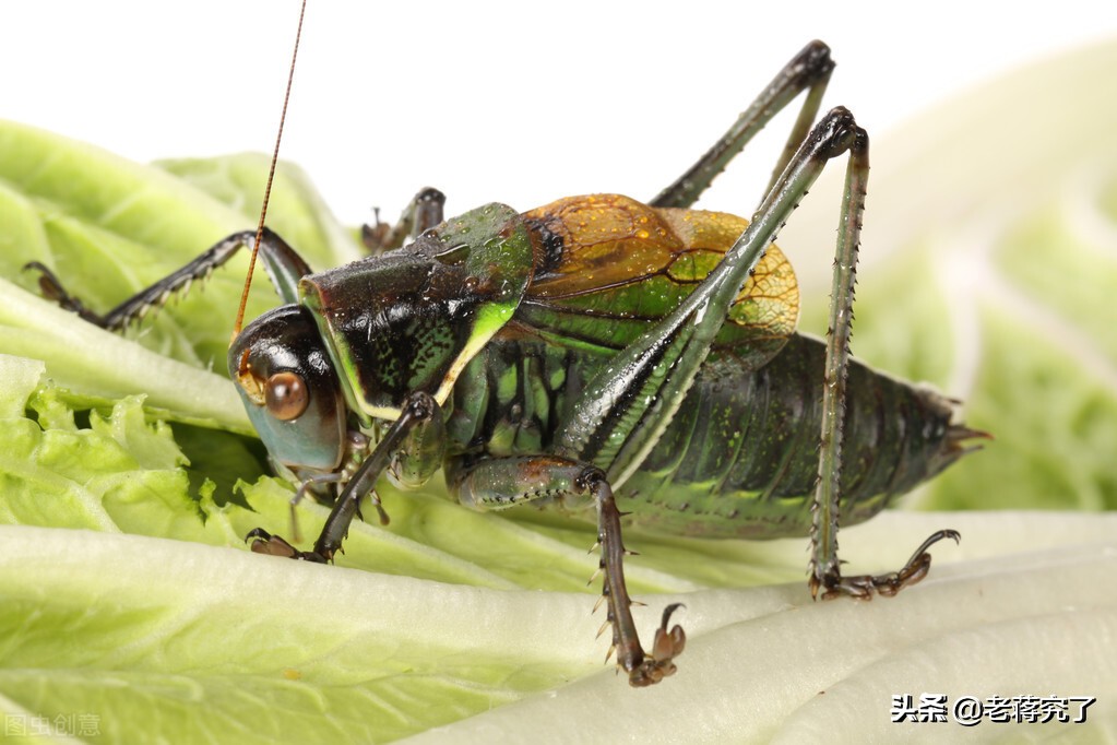 冬天到鸣虫叫，老蒋玩虫记之蝈蝈的形态特征和生活习性