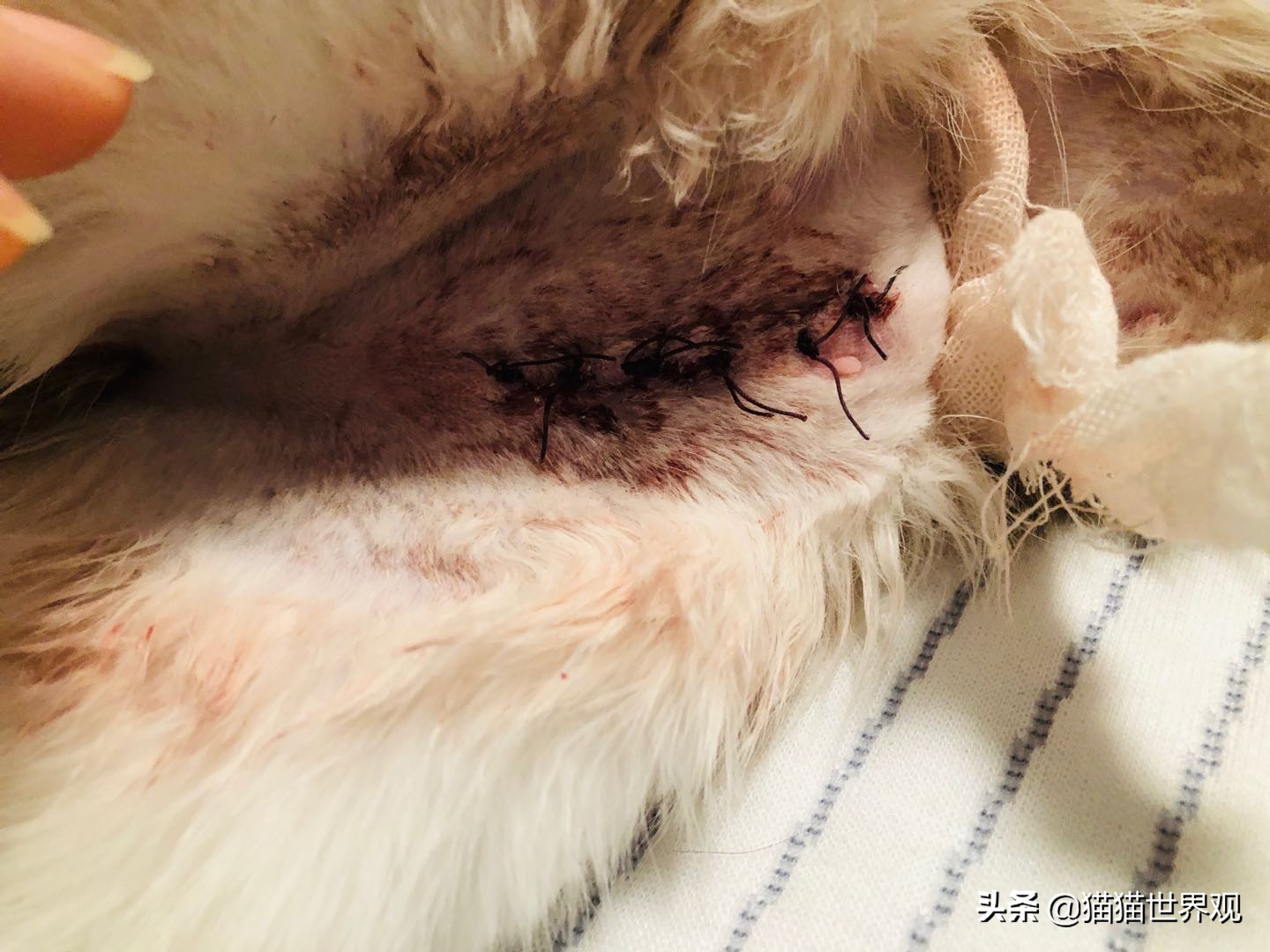 猫咪绝育手术后该如何护理才正确,猫咪绝育手术全过程母猫