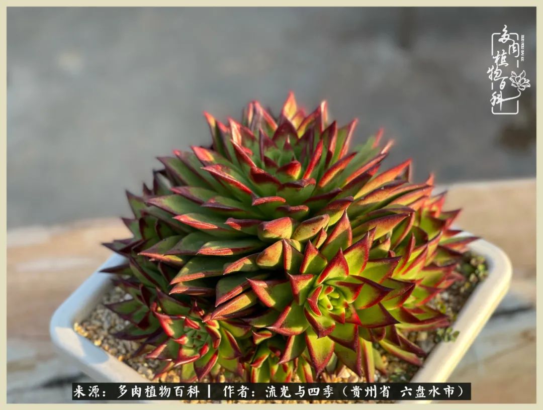 国庆假期你快乐吗？来，凉都美肉与你相伴一一小乌木的霸气东云