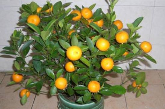 盆栽橘子树干枝黄叶掉叶怎么办,盆栽桔子叶片发黄怎么办