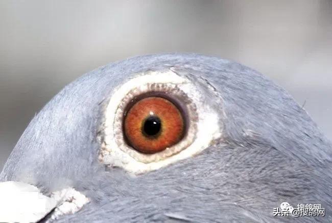 冠军孵化器——福雷迪和雅克.范希兄弟鸽舍