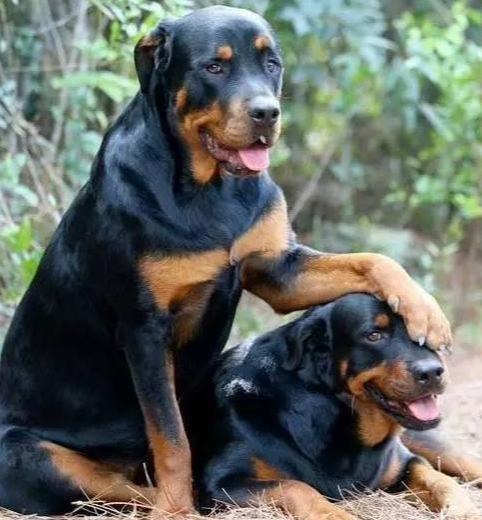 防暴犬,防暴犬都有哪些