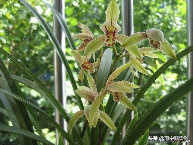 兰花怎么养才能茂盛开花,兰花怎么养才能旺盛开花多