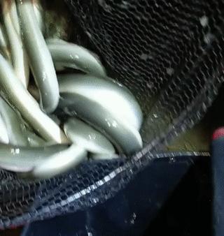 河鳗泛滥?江苏南通钓鱼人称一夜钓几十条,网友:这鱼300一斤