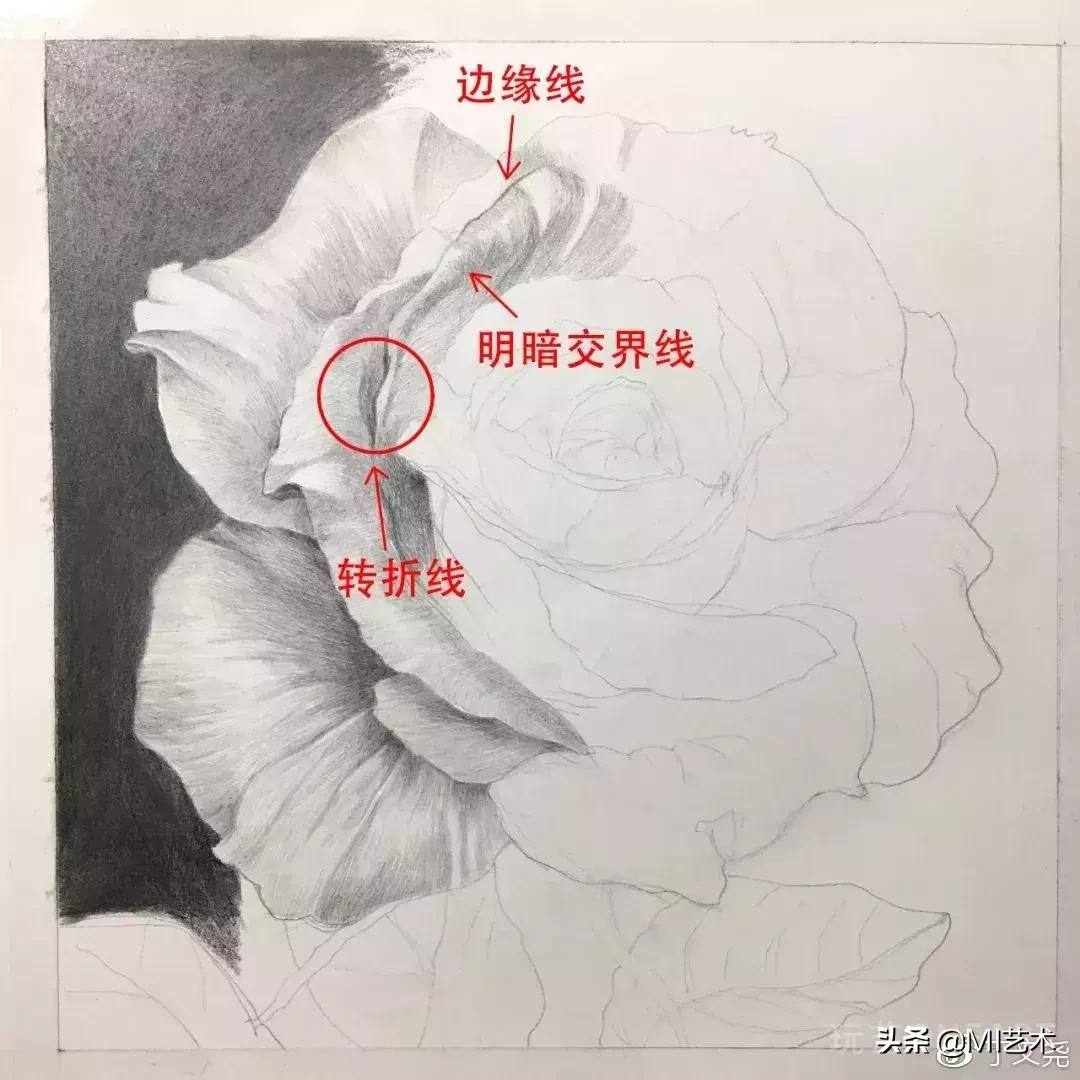 玫瑰花素描临摹高清图片,素描教程画花朵