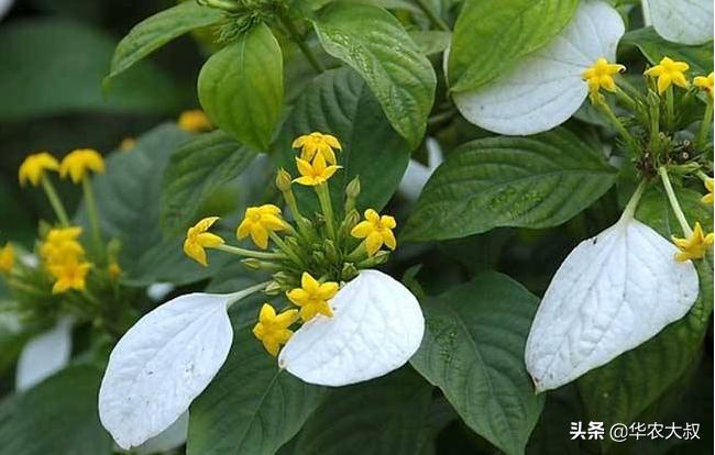 广东凉茶里面都有哪些东西,广东凉茶主要是什么