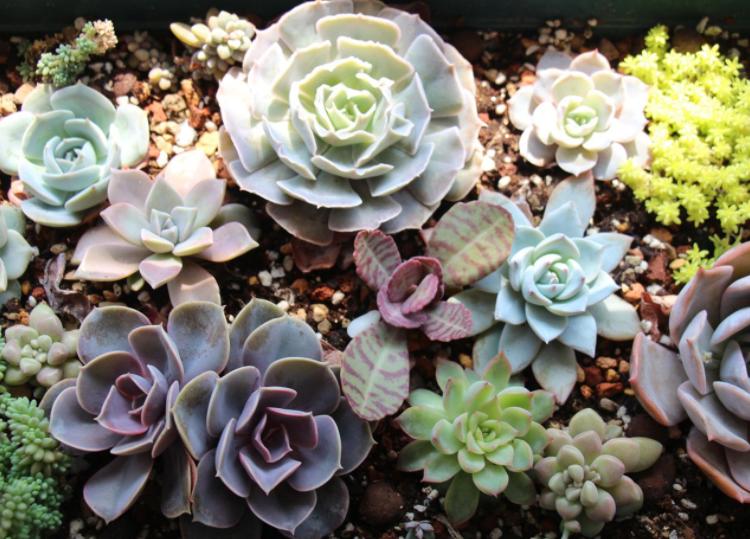 多肉生虫最有效的方法,多肉生虫怎么杀