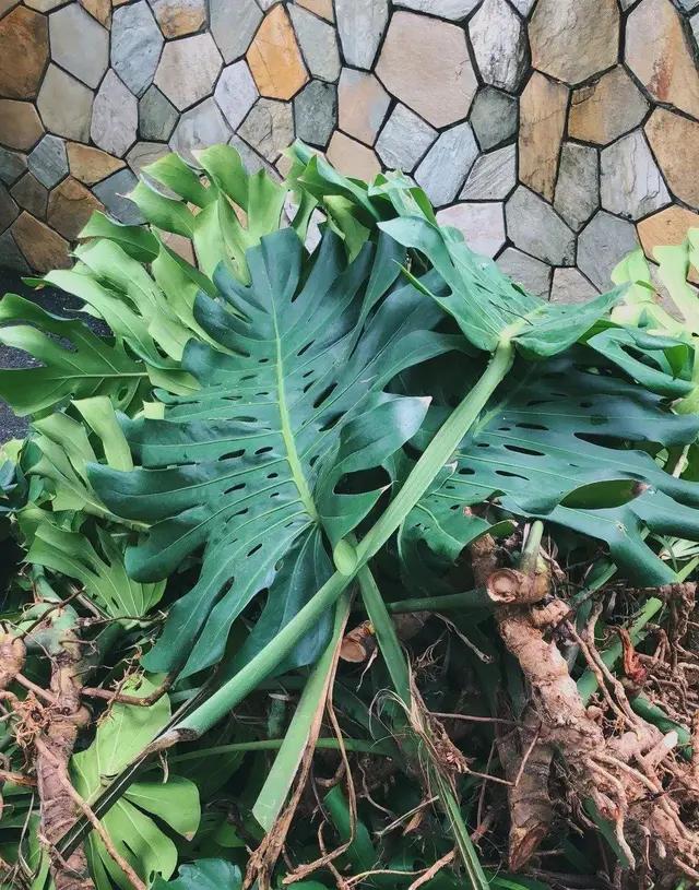 长了二十年的芦荟,龟背竹芦荟