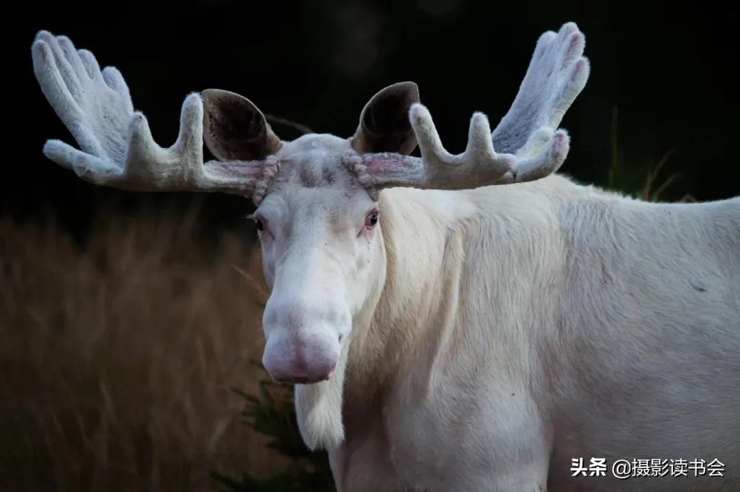 尼康拍野生动物,这位摄影师
