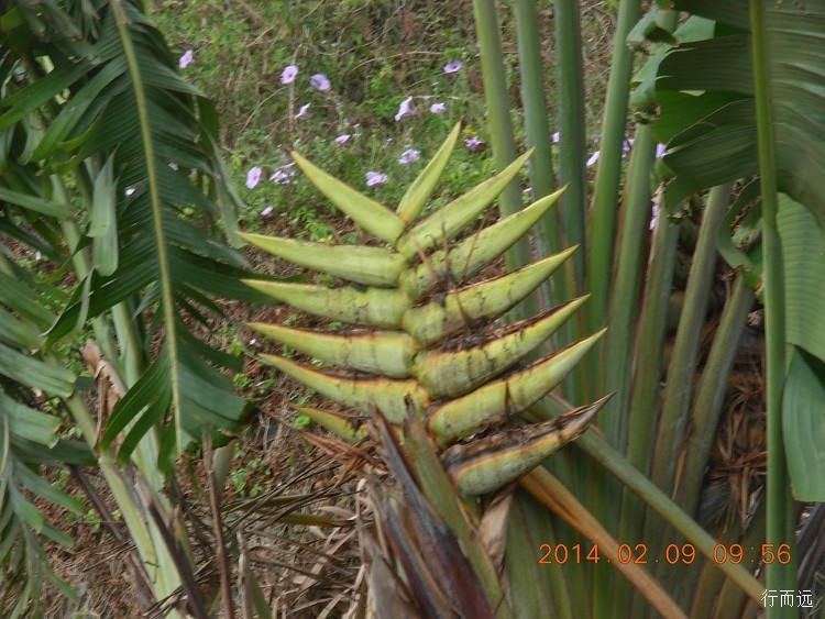 海南环岛骑行的结束感悟,环海南岛骑行中线和西线