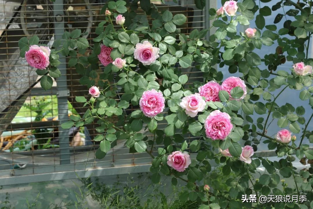 天狼月季优惠活动时间,天狼月季618活动