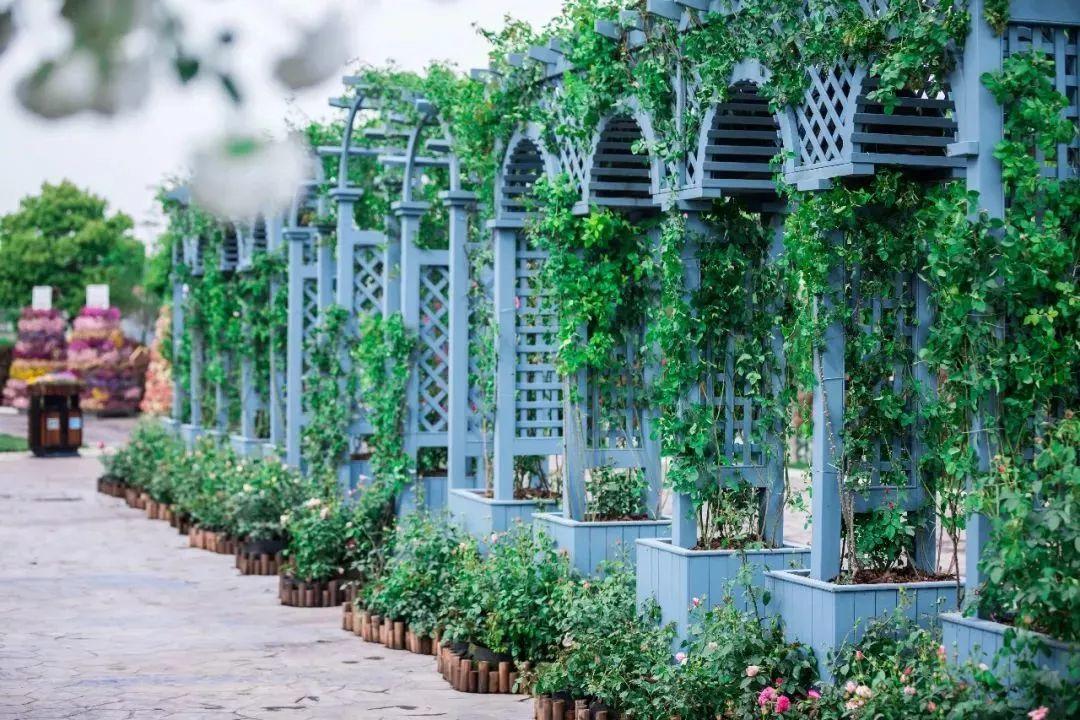 槽糕,是心动的感觉!这个神秘花谷正在悄然绽放!走,去拍照~