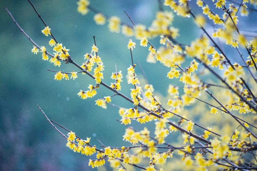 杭州孤山梅园图片,杭州赏梅园