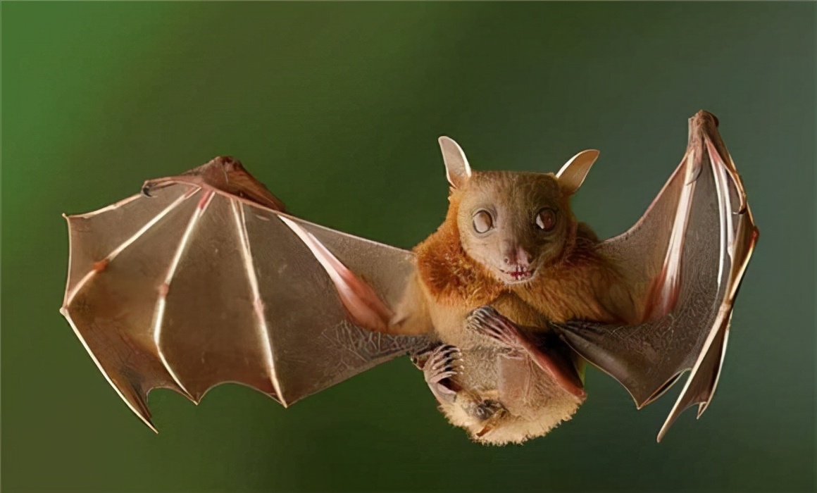 蛇为什么怕鹅主要原因是什么,蛇为什么畏惧大白鹅