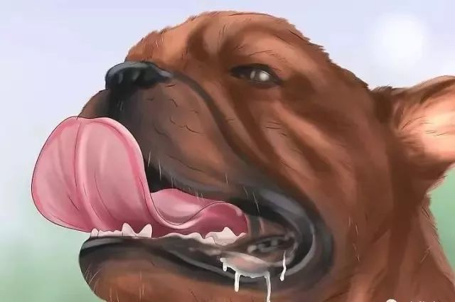 狗狗中暑后好几个小时站不起来,狗狗中暑症状和解救方法及其价格