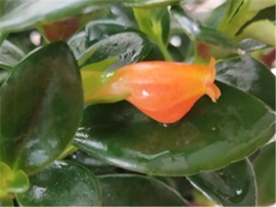 金鱼吊兰老桩能养几年,金鱼吊兰在家养吉祥吗