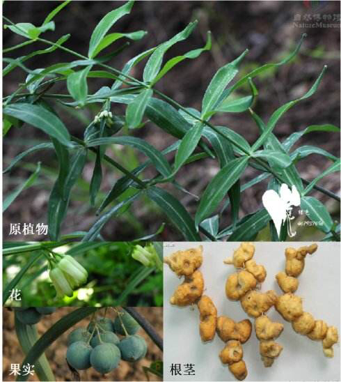 中药材黄精烘干机,中药材黄精