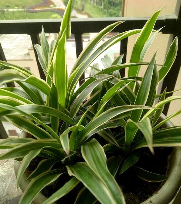 教你几点养吊兰的小方法,养吊兰小技巧