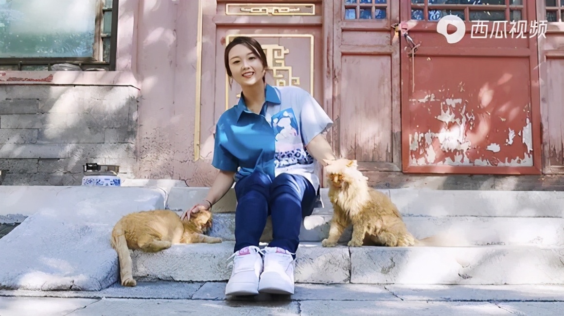 故宫宫猫的历史,故宫宫猫历史