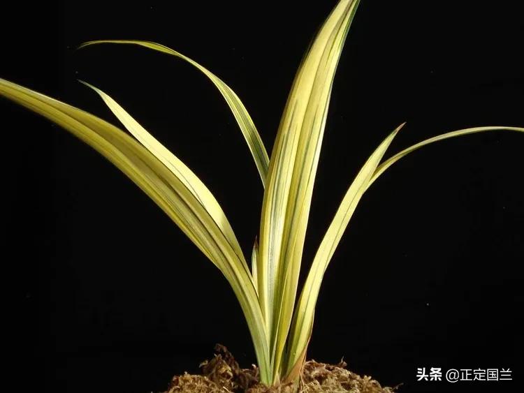 为什么兰花被称为国兰,为什么兰花又叫国兰