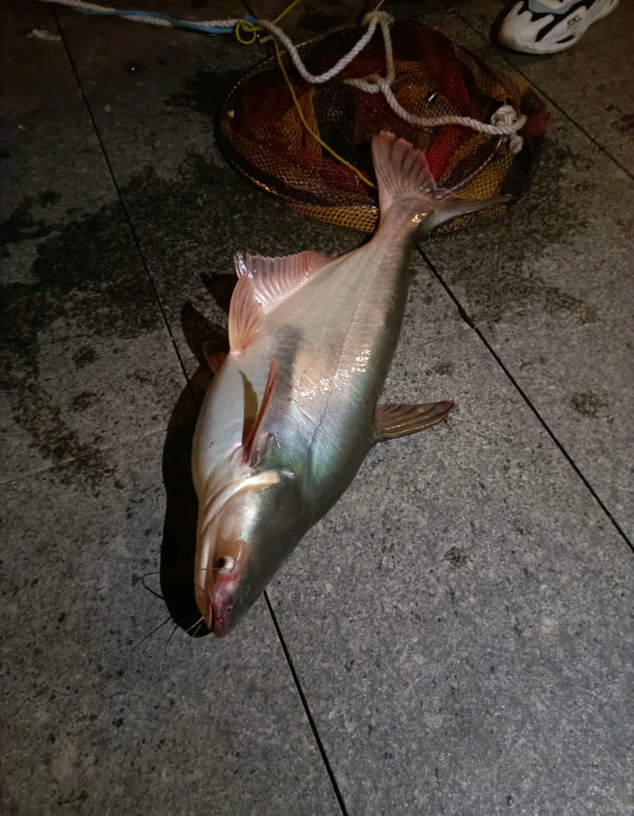 巴沙鱼观赏鱼,巴沙鱼属于物种入侵么