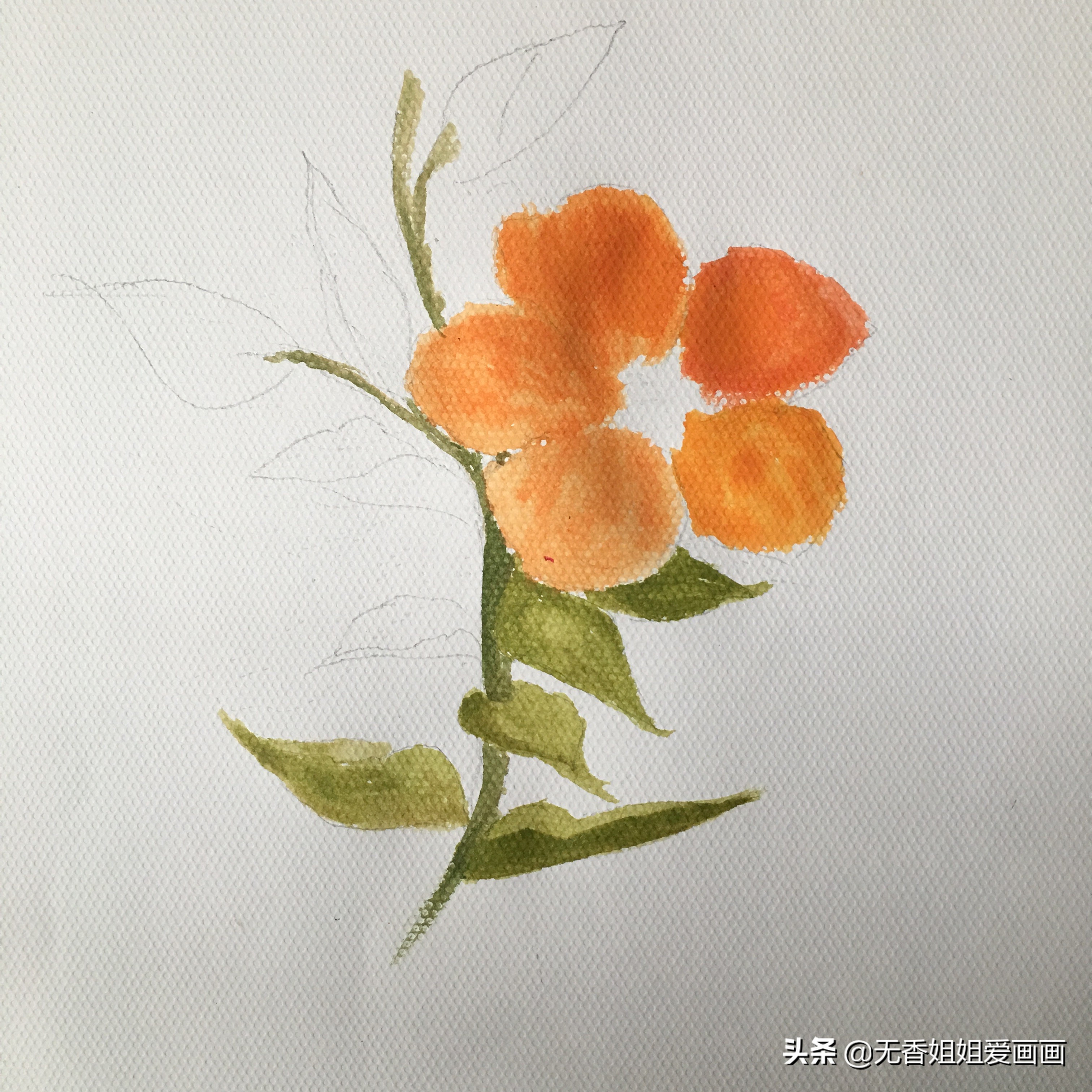 朱槿花怎么画水彩,水彩绘画入门花卉教程