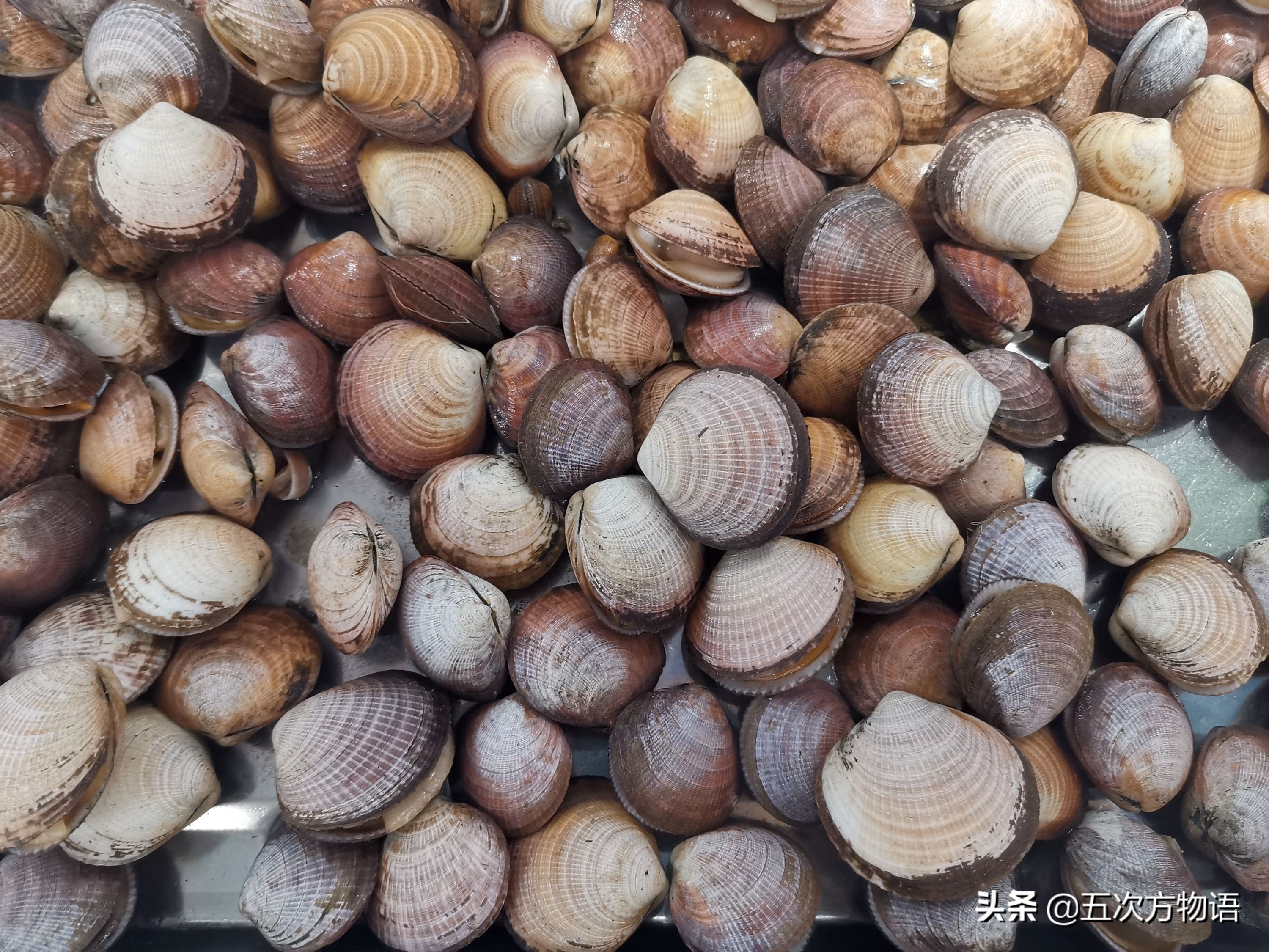 好吃的贝类品种大全,青岛贝类海鲜有哪些品种