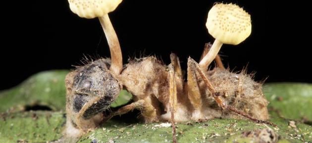 寄生丧尸虫,丧尸寄生虫寄生人类的过程